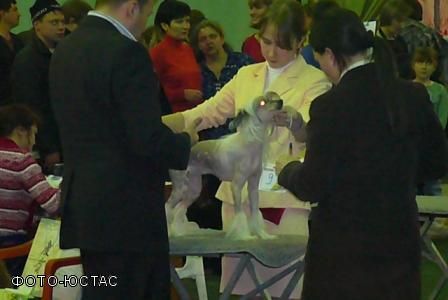 Lavanda Fox (Frosya)