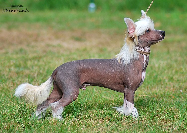 Maximilla's Almost Unreal