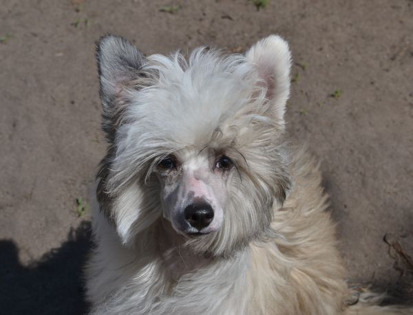 Nagrada Ot Volnogo Psa