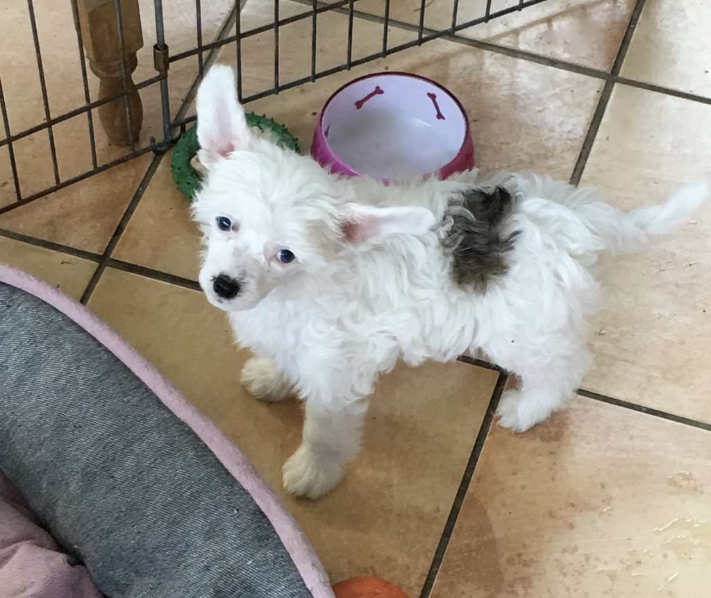 Blend of Fire von Shinbashi