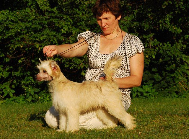 Golden Diamond Cresteds Kristopher