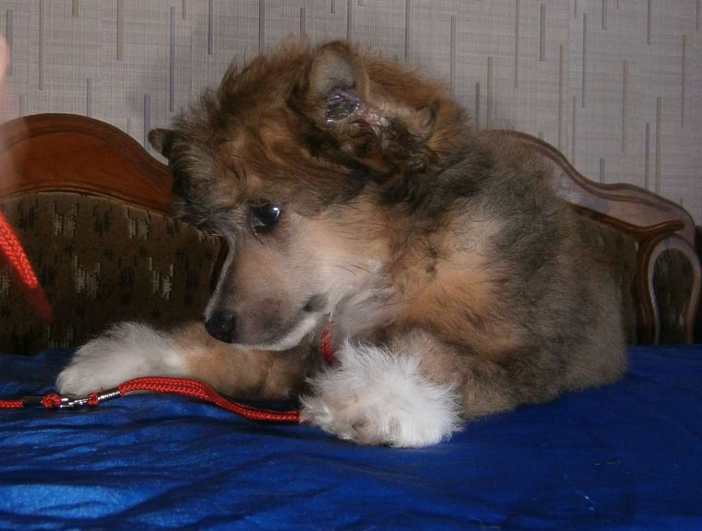 Sharmel D'Or Massimo