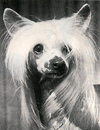 Eltarin Lite N Lovely