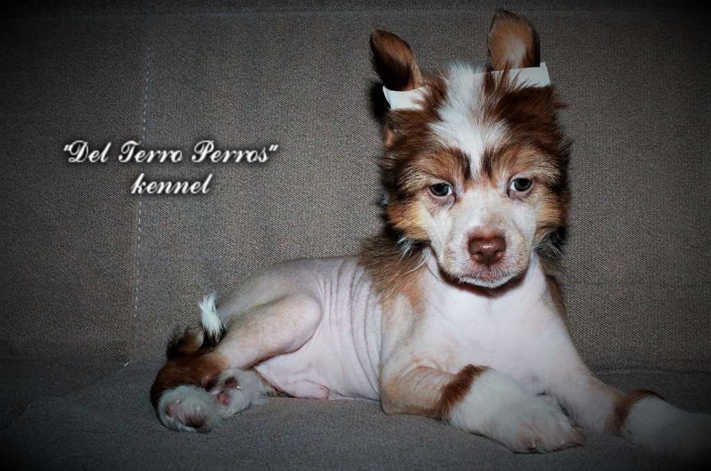 Del Terro Perros Edzhei Makvin