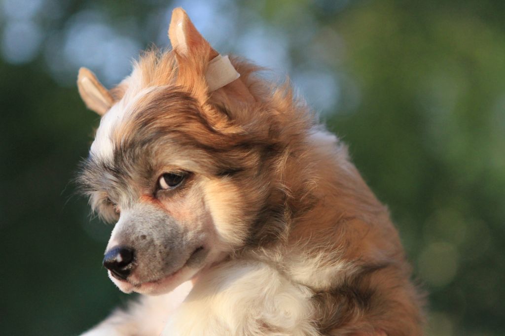 Ginseng Amuazh Gold's Lover