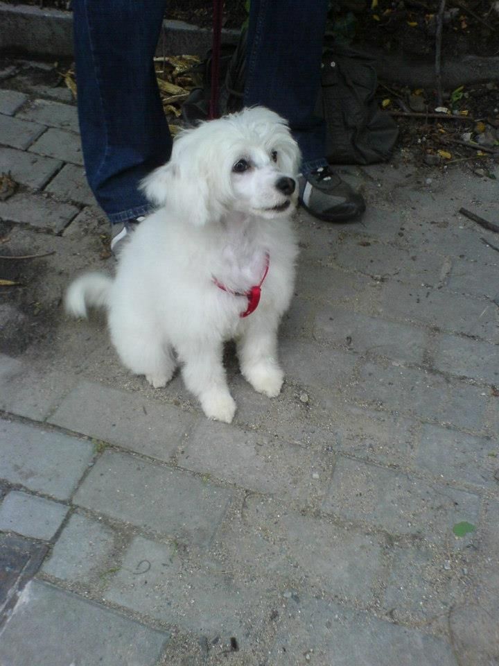 Emilly's Dream Little Sweetie