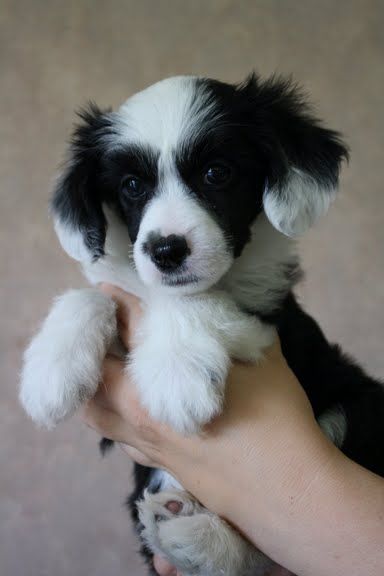 Chattanooga's Luna Negra