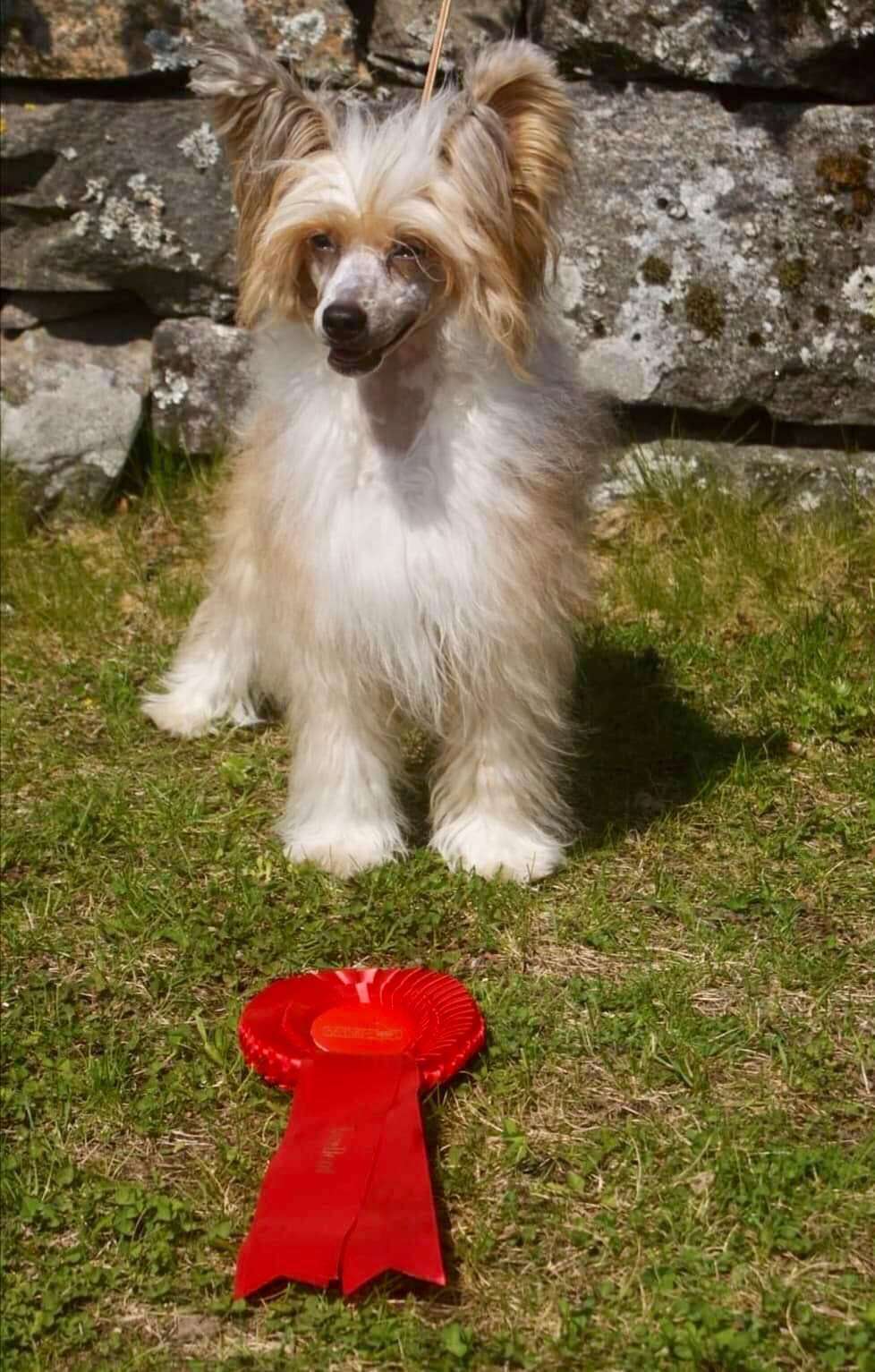 Golden Diamond Cresteds Smarty Jones