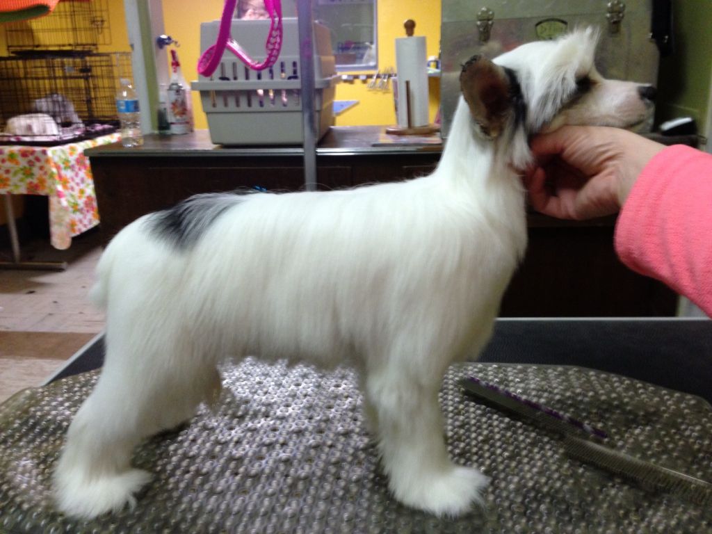 Crestyle Jigsaw Puzzle PP