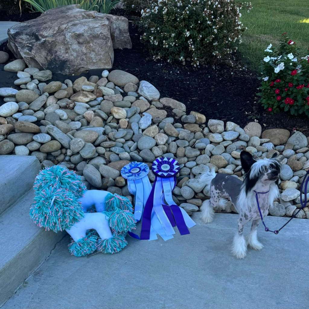 Sassytails Infinity Stone