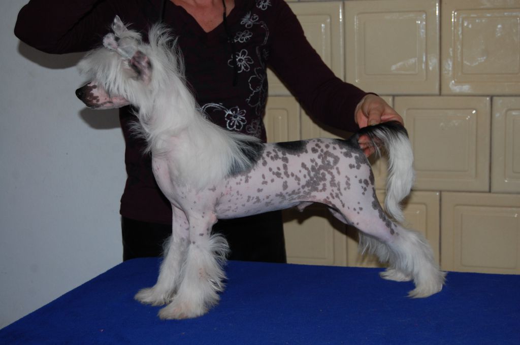 Hossa-vija Delfin Sextus