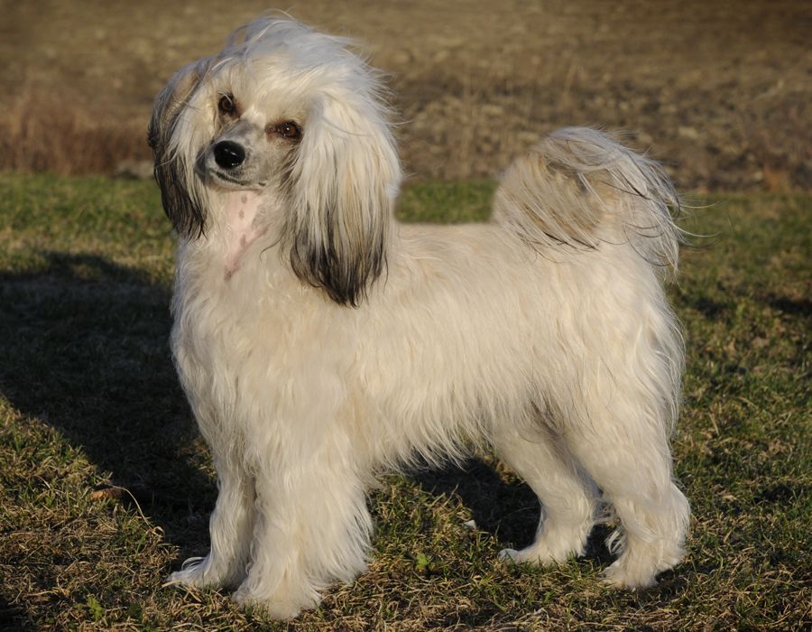 Sunstreaker Feature Presentation