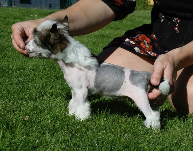 Proud Pony Open Your Heart