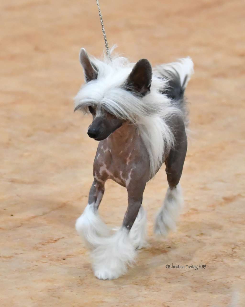 Nat CH Int Ch Hnr CH  Multi Bis Vet Rbis Vet  Mult