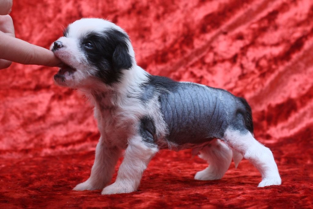 Nyu Art Narciss - Ya Samii Krasivii