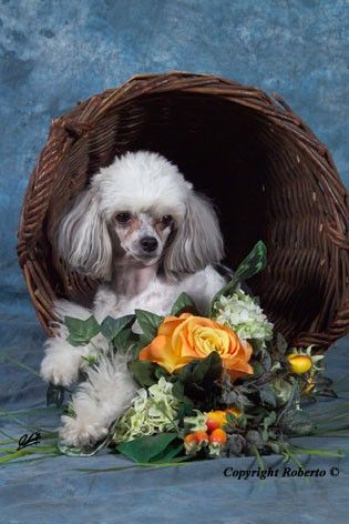 Evening Starlight Fantasy Island