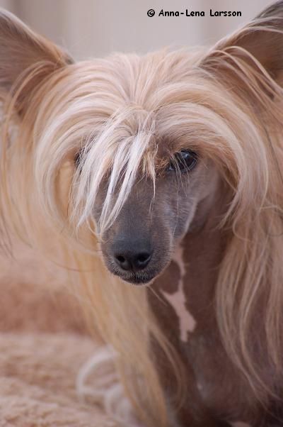 Tournais Sarah Brightman