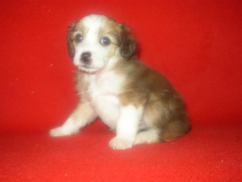 Caramel Powder od Chlpiku