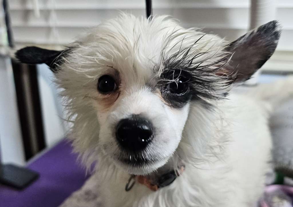 Fabulis Captain Kush