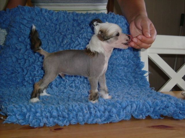 Chineseblue's Escort Me To The Top