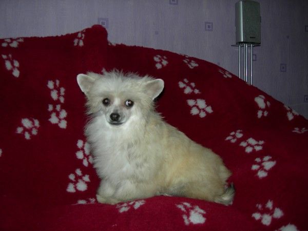 Belamy of Crazy Debbie