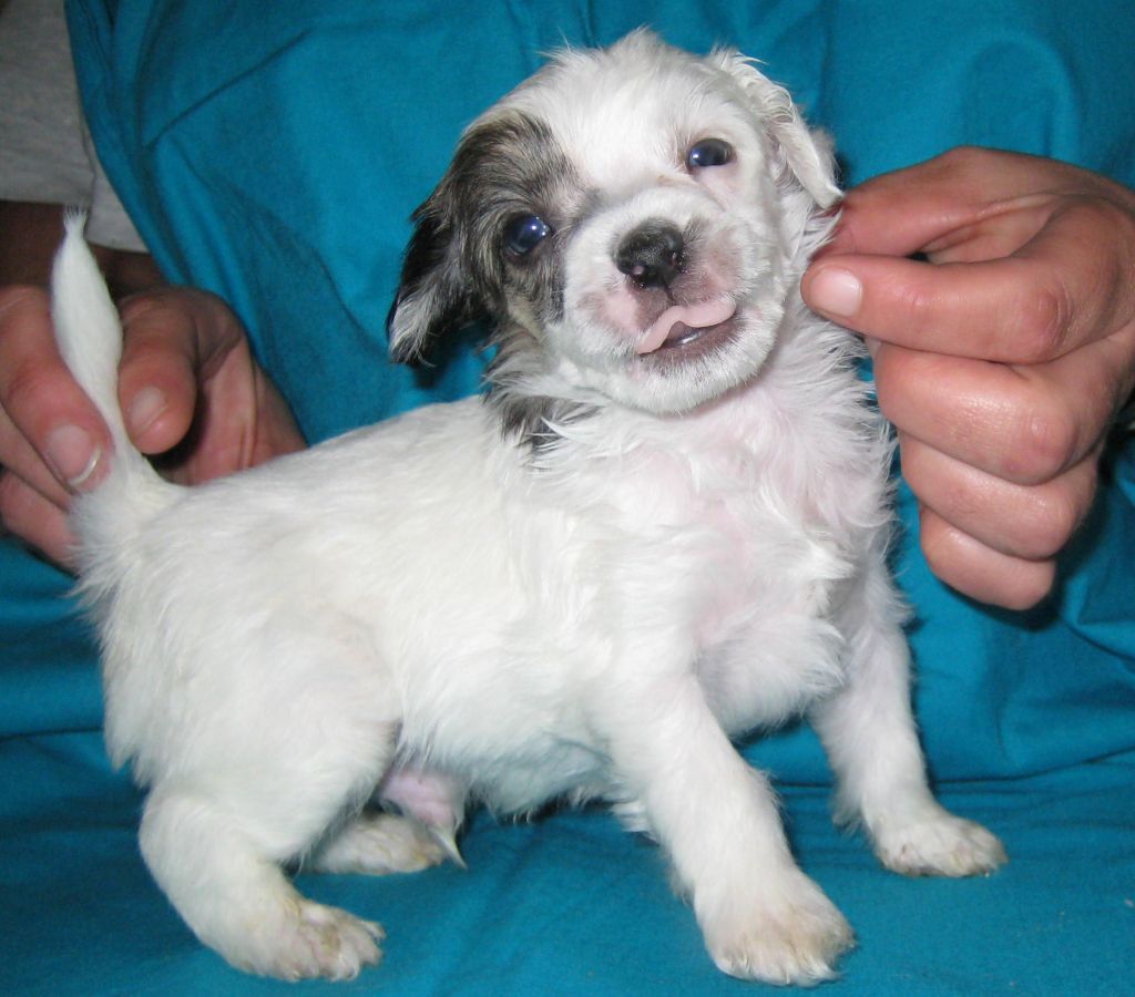 Icecrested's Apollon