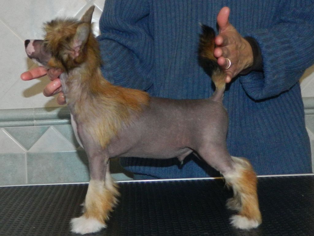 Fobos Dio della Megi Paura