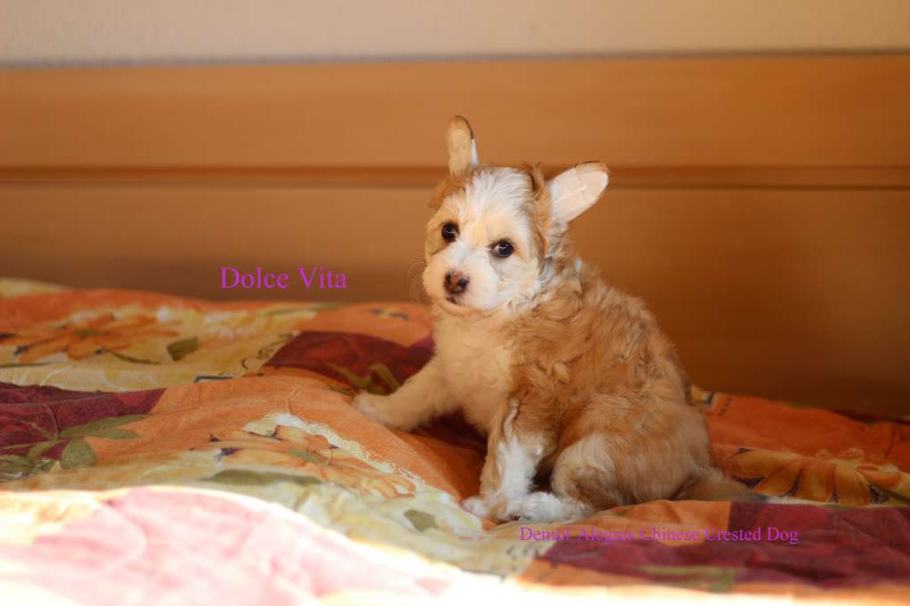 Demol'Alegres Dolce Vita