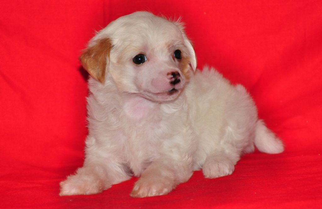 Karnelius Chalk Fluffy