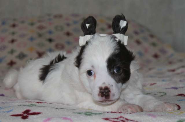 Milisenta Polar Star