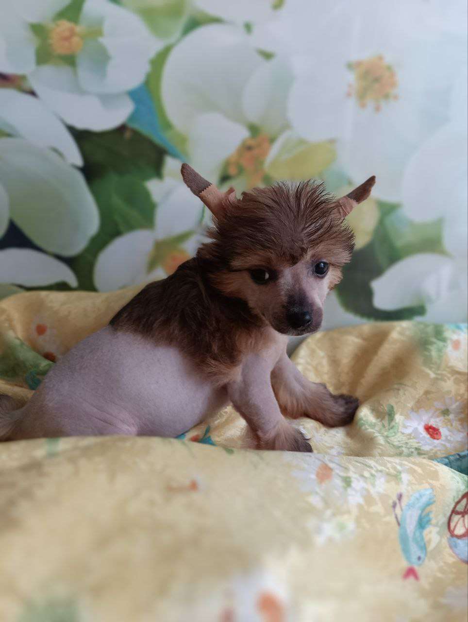 Free Fire Matreshka...