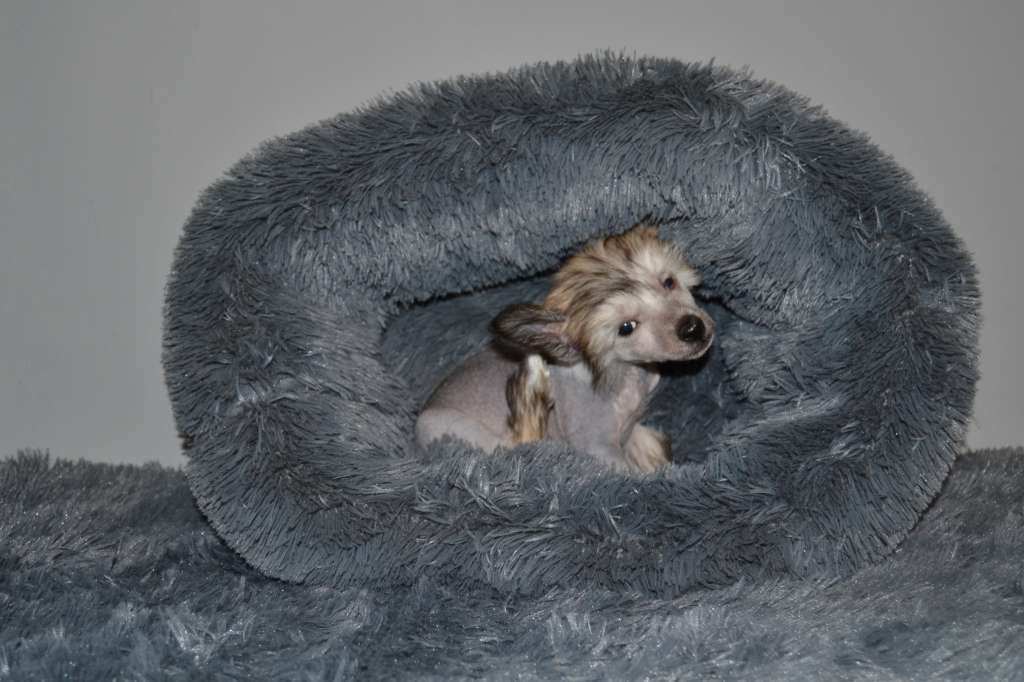 Guns 'N' Roses Akwen