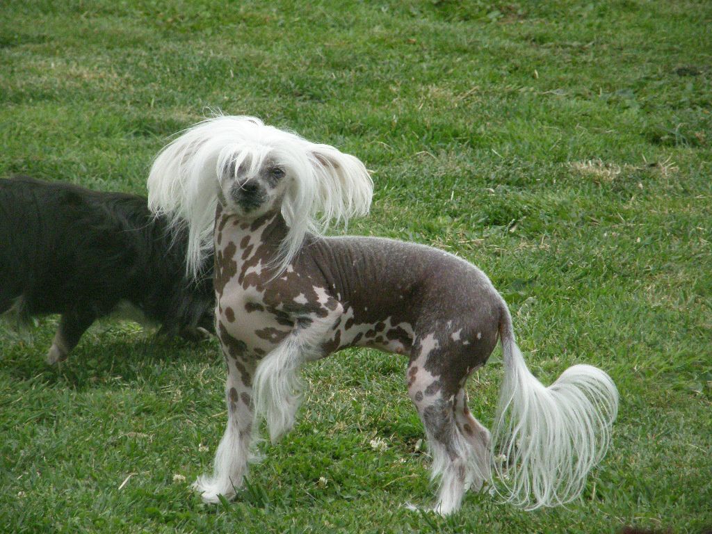 Harmony Dream Baby-Charm