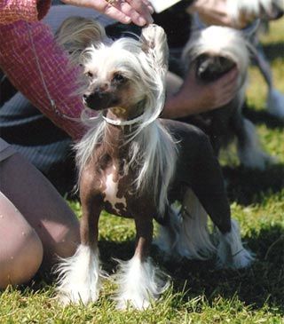 Pixietail Paint Stripper