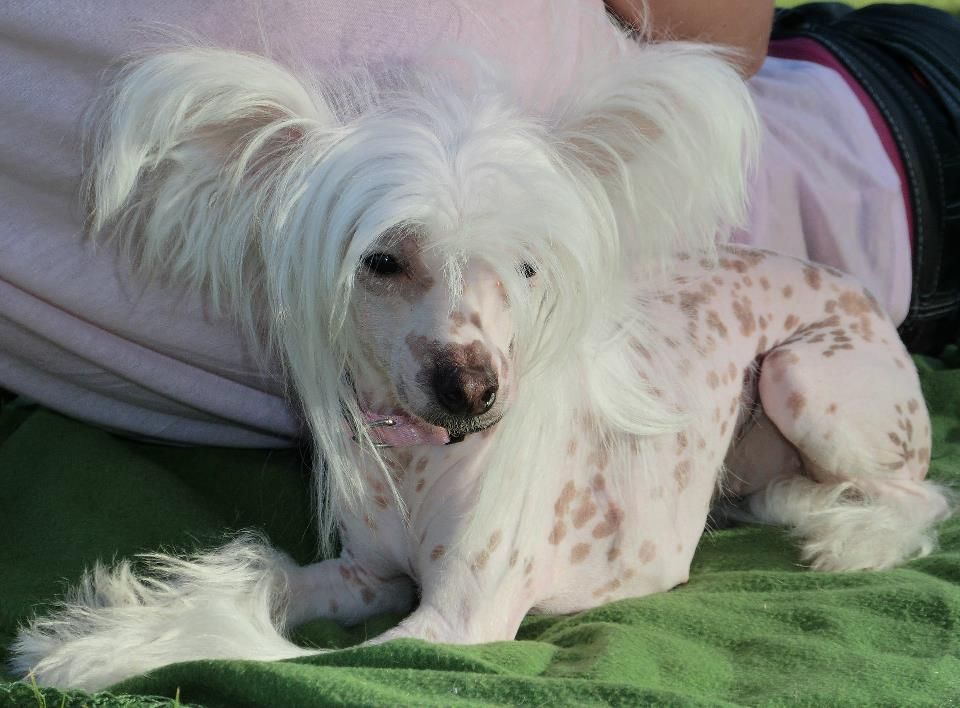 Golden Dream Stars Endless Love