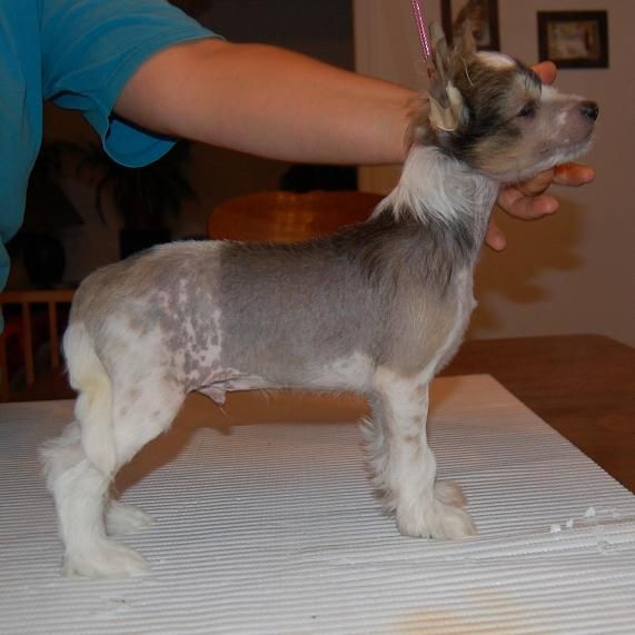 Crestyle formal Affair HL