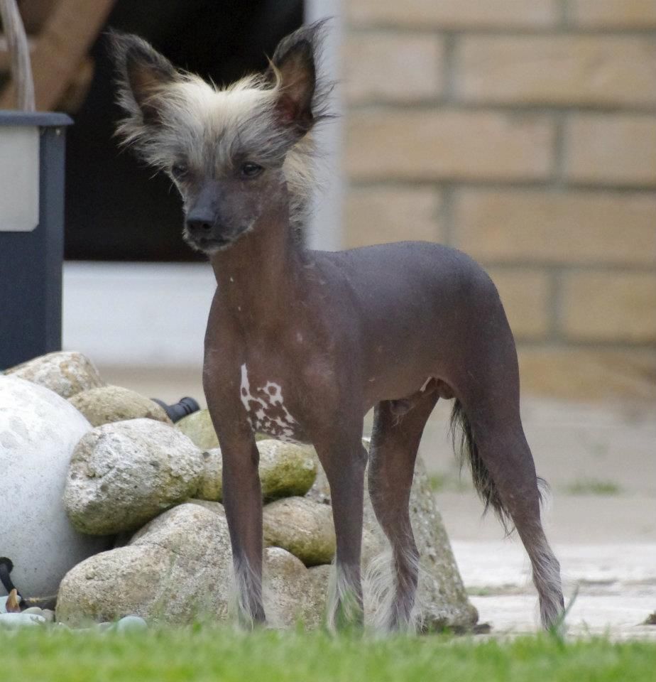 Herode des gardiens des elfes