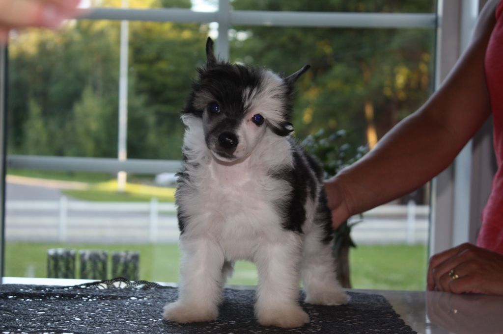 Inya Dreams Meet Prince Charming