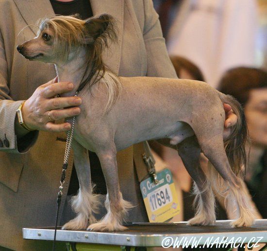 Sire
