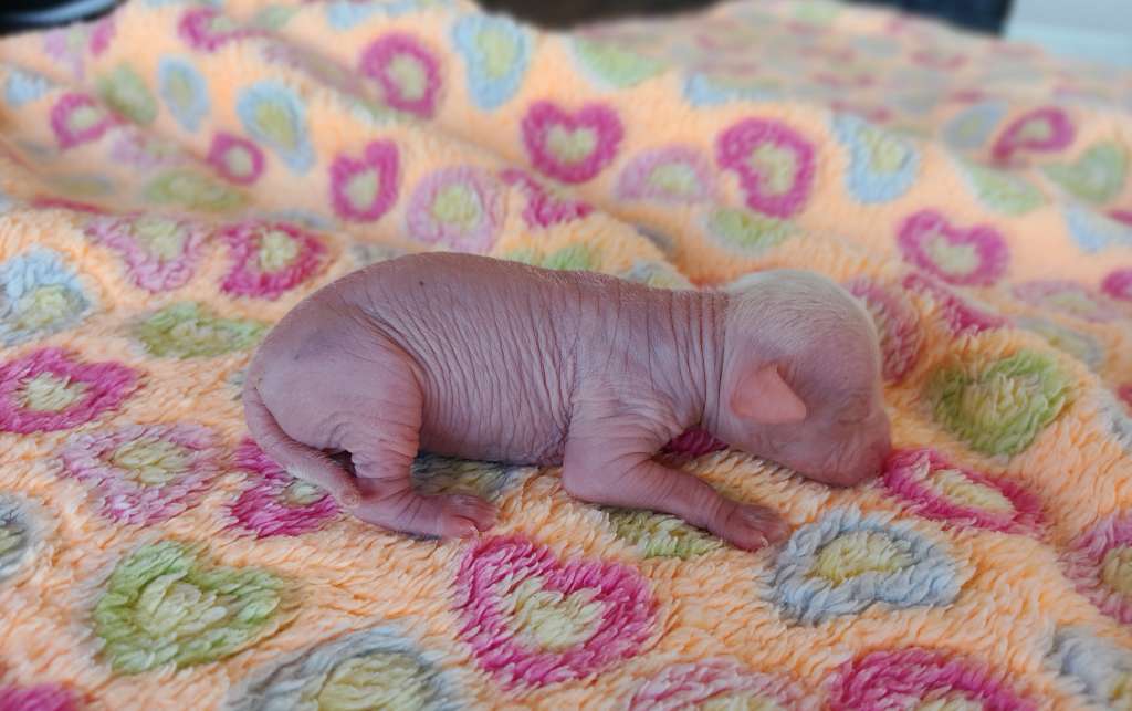 Little Dog Of Dream Rose Bonbon