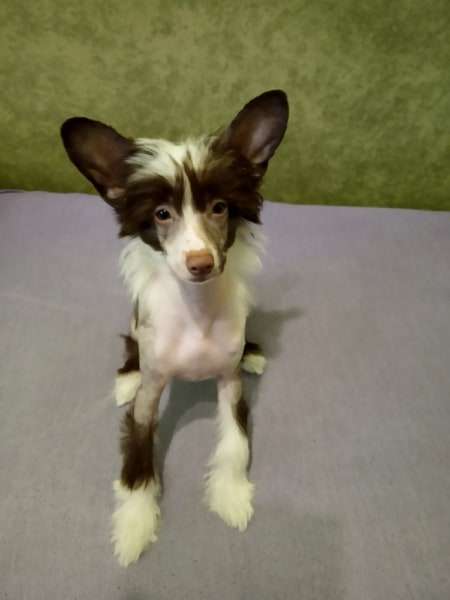 Beauty Incomparable Very Sweet Tiramisu