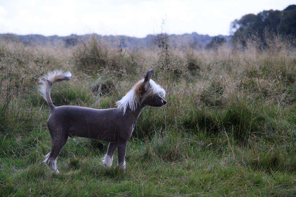 myglees what women want