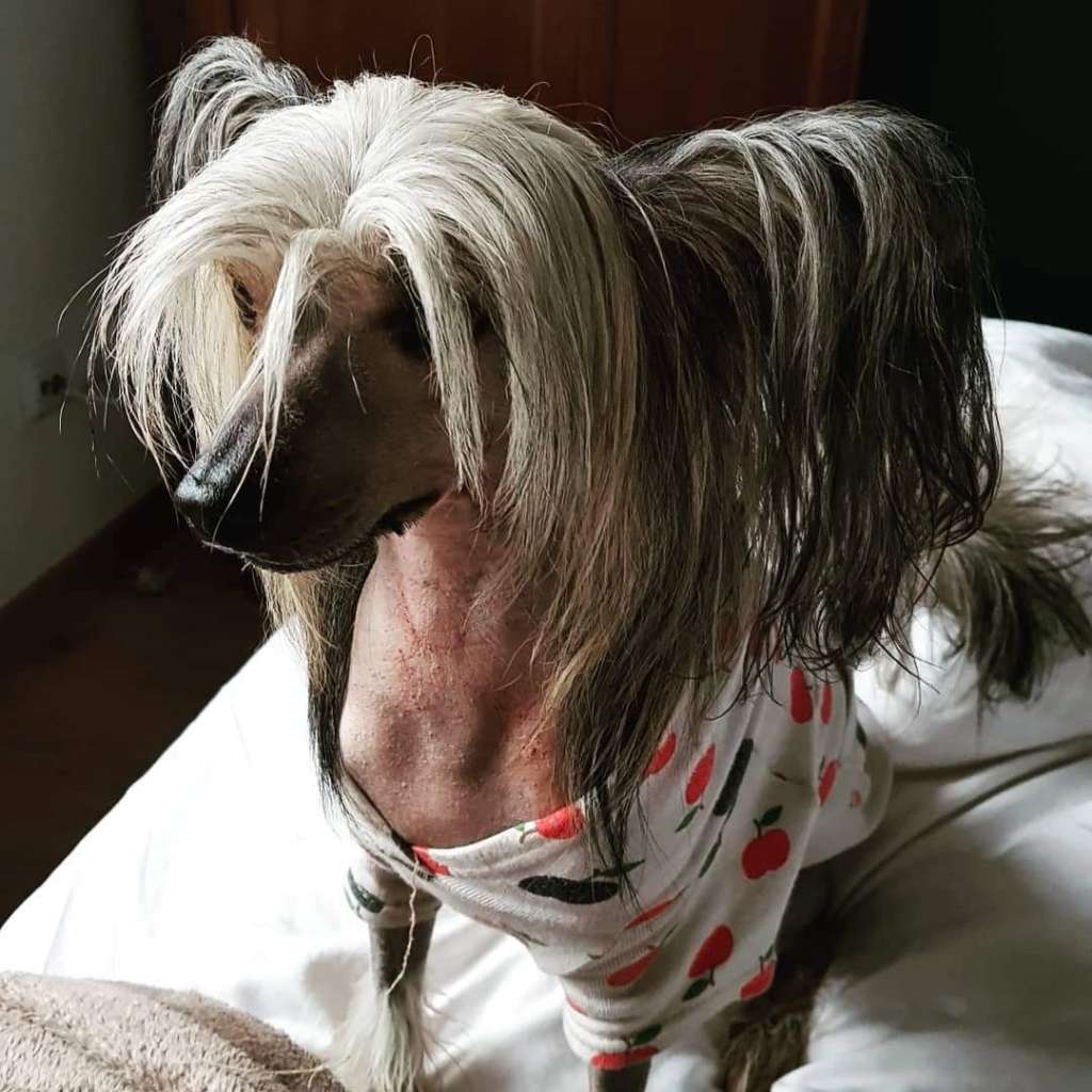 Fiery Fame Rara Avis