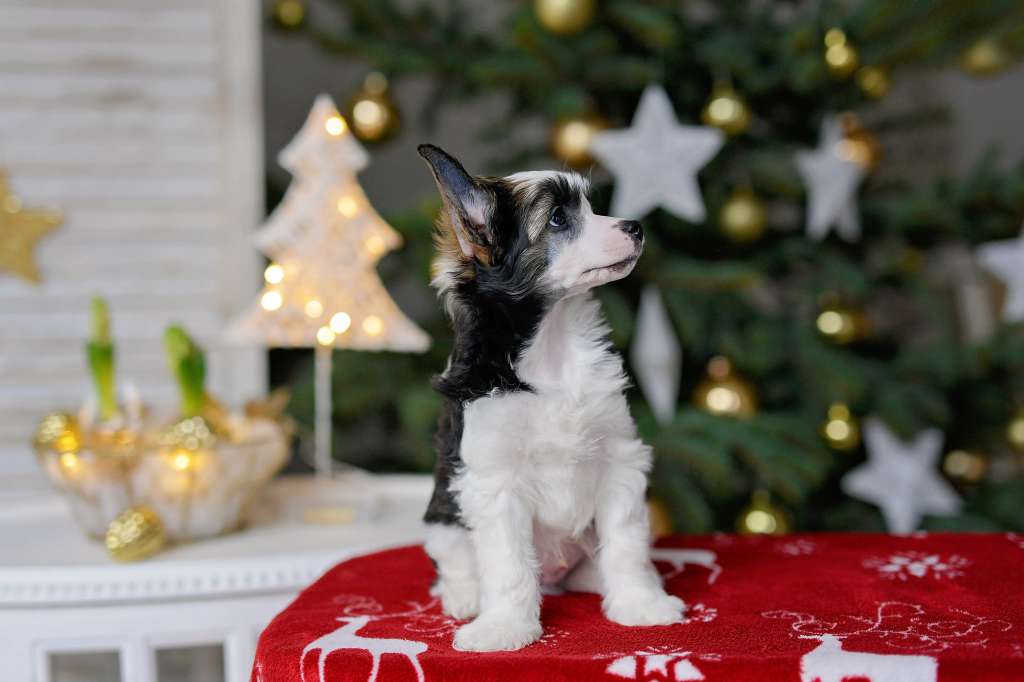 Absoliut Karaliskas Kuodas