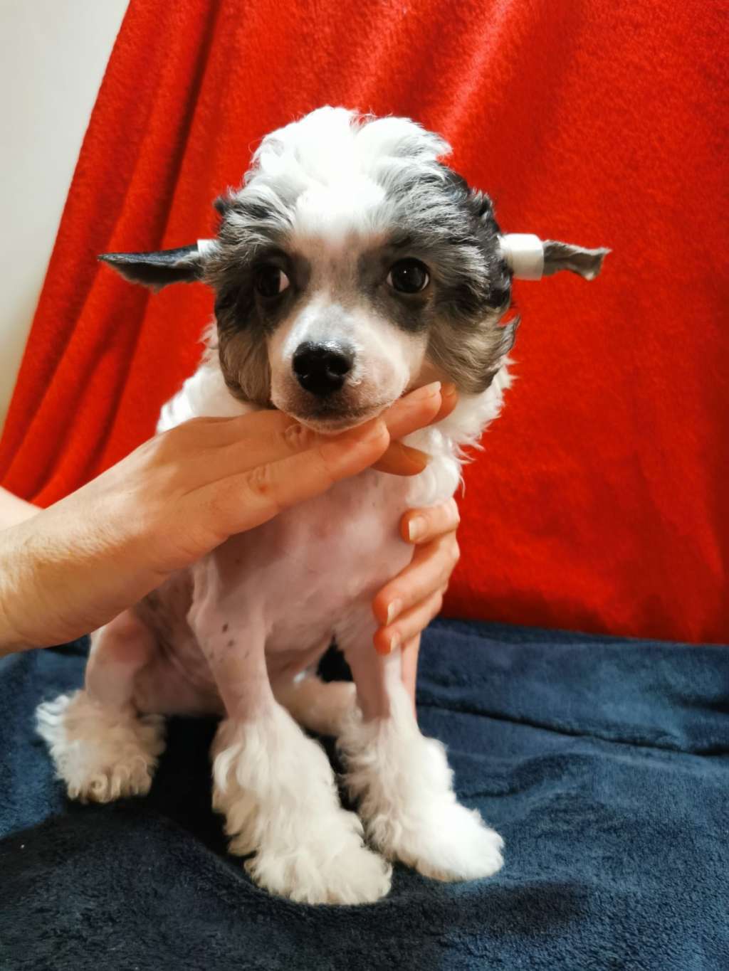 Alex Sante Heavenly tail