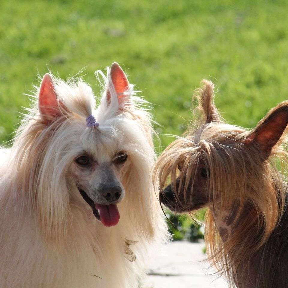 Il était une fois Purple shadow in the dark