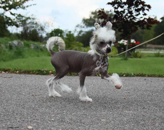 Spartace's Goals And Happiness