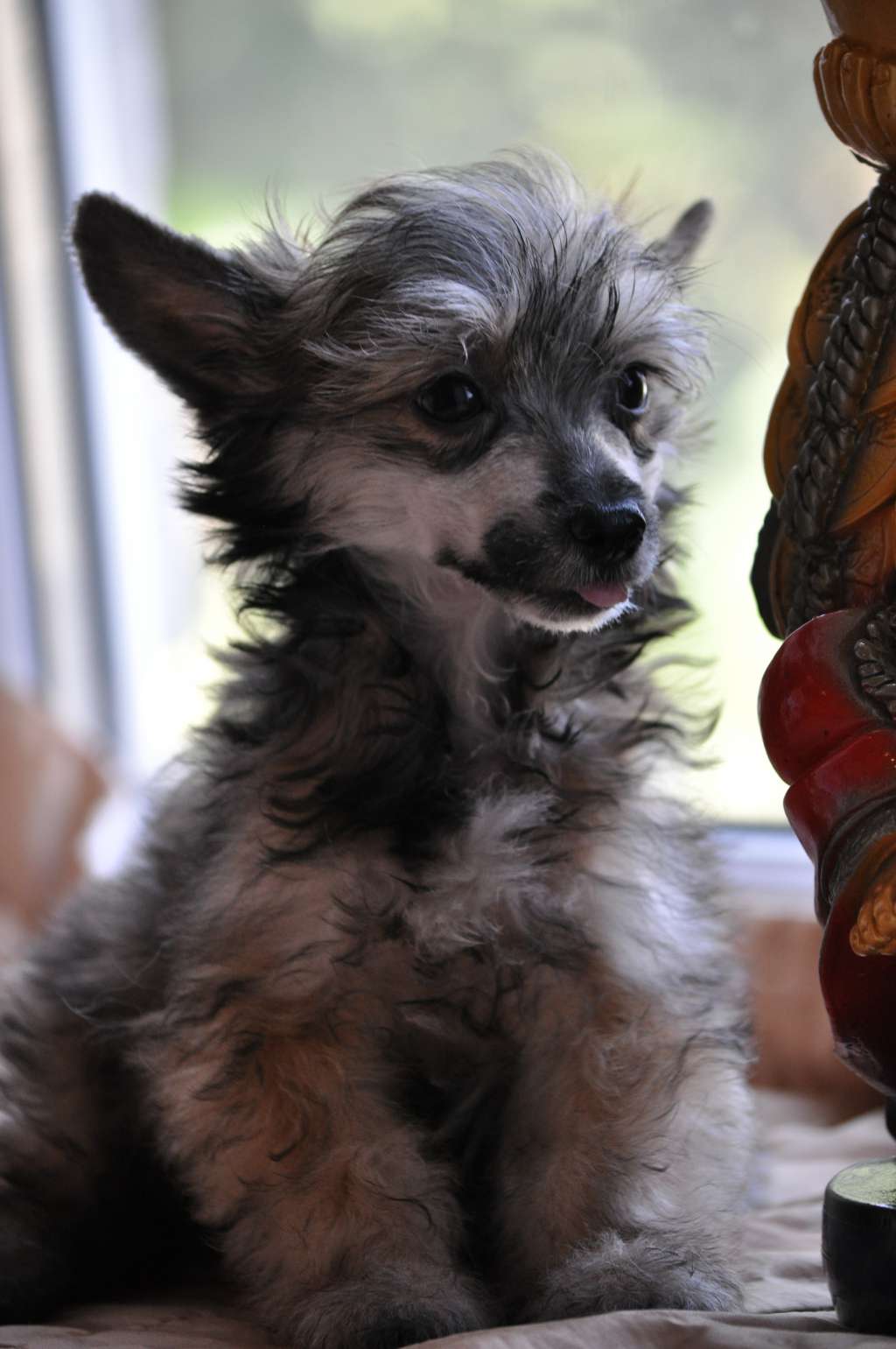 Latte Dneproskoe solntse