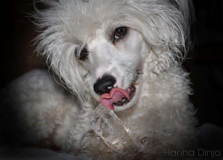 Kejsaren Av Kina Harry Potter