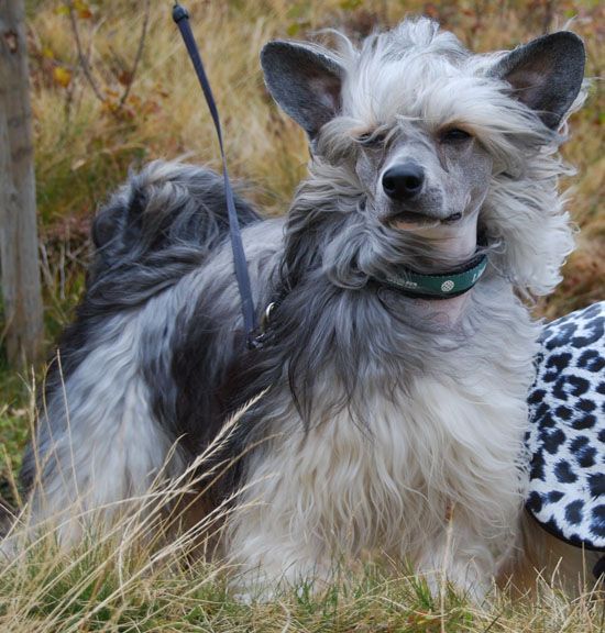 Lionheart Klockwork Orange